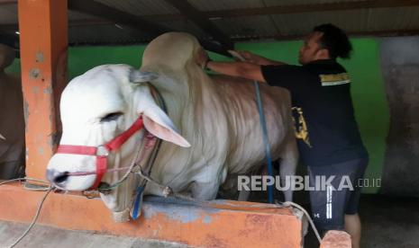 Proses Terpilihnya Dua Sapi Menjadi Hewan Kurban Presiden Prabowo