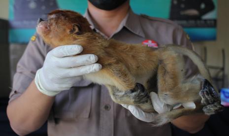 Perdagangan Satwa Liar Marak, Trenggiling Hingga Cula Badak Diselundupkan ke Banyak Negara