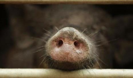 Babi Hutan yang Berkeliaran di Pasar Minggu Ternyata Lepas dari Pejaten Shelter Milik Seorang Dokter