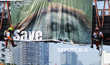 Habitat Terus Tergerus, Orangutan Tapanuli Terancam Punah