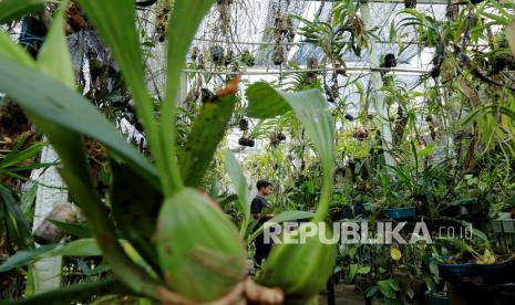 Manajemen Kebun Raya Bogor: Anggrek Jakob Oetama Simpan Filosofi Persatuan